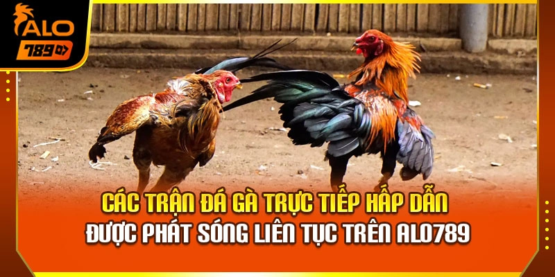 Các trận đá gà trực tiếp hấp dẫn được phát sóng liên tục trên Alo789