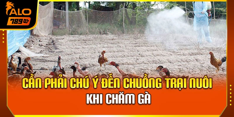 Cần phải chú ý đến chuồng trại nuôi khi chăm gà