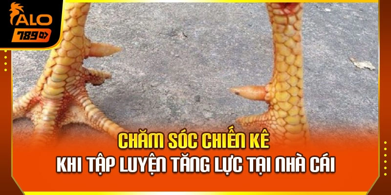 Chăm sóc chiến kê khi tập luyện tăng lực tại nhà cái