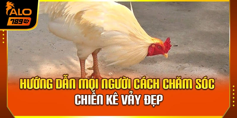Hướng dẫn mọi người cách chăm sóc chiến kê vảy đẹp