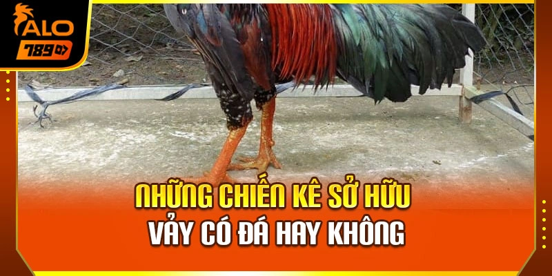 Những chiến kê sở hữu vảy có đá hay không