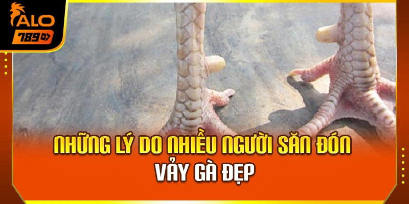 Những lý do nhiều người săn đón vảy gà đẹp