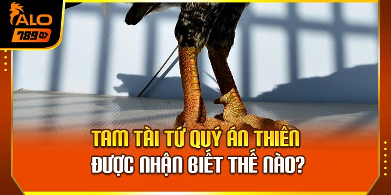 Tam tài tứ quý án thiên được nhận biết thế nào?