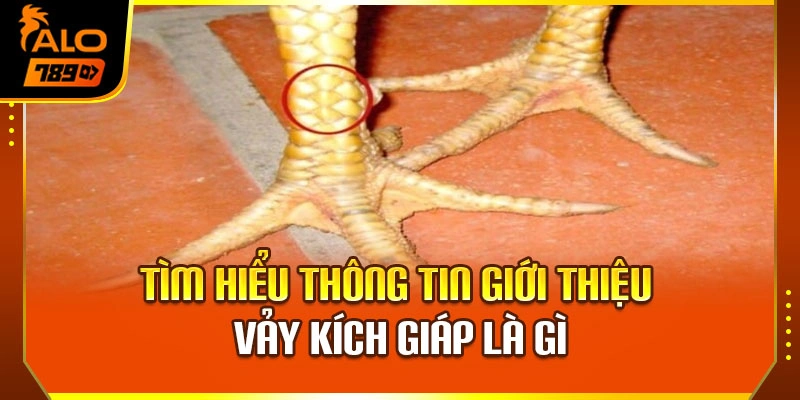 Tìm hiểu thông tin giới thiệu vảy kích giáp là gì