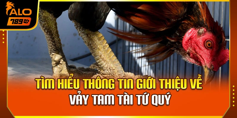 Tìm hiểu thông tin giới thiệu về vảy tam tài tứ quý