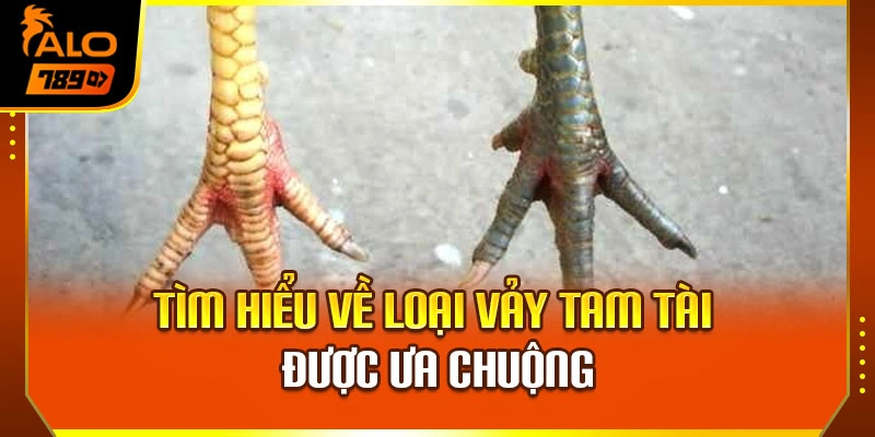 Tìm hiểu về loại vảy tam tài được ưa chuộng