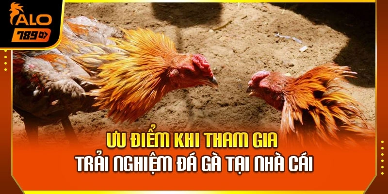 Ưu điểm khi tham gia trải nghiệm đá gà tại nhà cái