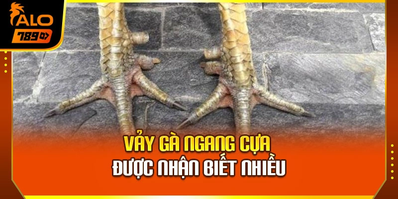 Vảy gà ngang cựa được nhận biết nhiều