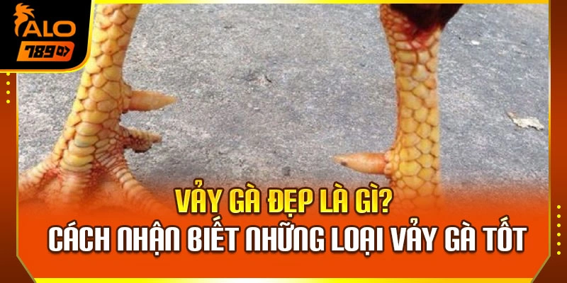 Vảy Gà Đẹp Là Gì? Cách Nhận Biết Những Loại Vảy Gà Tốt