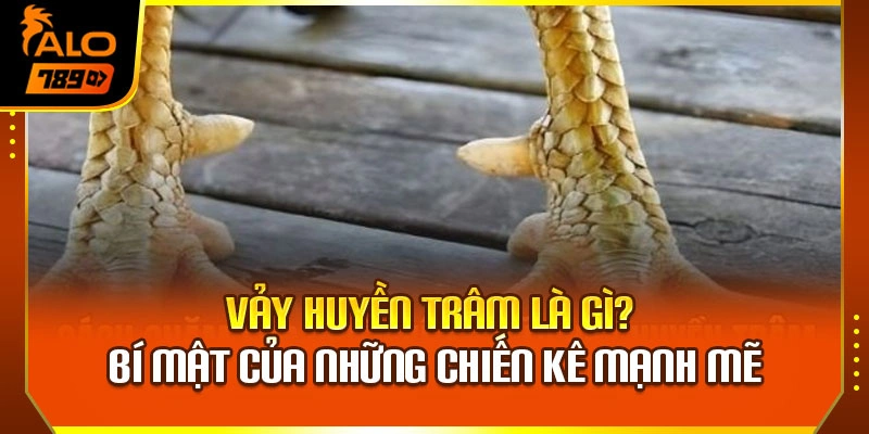 Vảy Huyền Trâm Là Gì? Bí Mật Của Những Chiến Kê Mạnh Mẽ