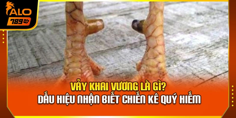 Vảy Khai Vương Là Gì? Dấu Hiệu Nhận Biết Chiến Kê Quý Hiếm