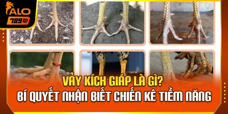 Vảy Kích Giáp Là Gì? Bí Quyết Nhận Biết Chiến Kê Tiềm Năng