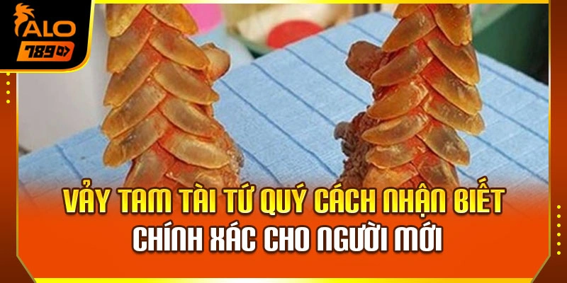 Vảy Tam Tài Tứ Quý - Cách Nhận Biết Chính Xác Cho Người Mới
